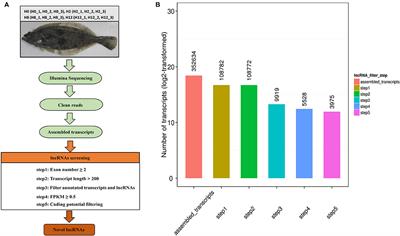 Identification and Characterization of Long Non-coding RNAs in the Intestine of Olive Flounder (Paralichthys olivaceus) During Edwardsiella tarda Infection